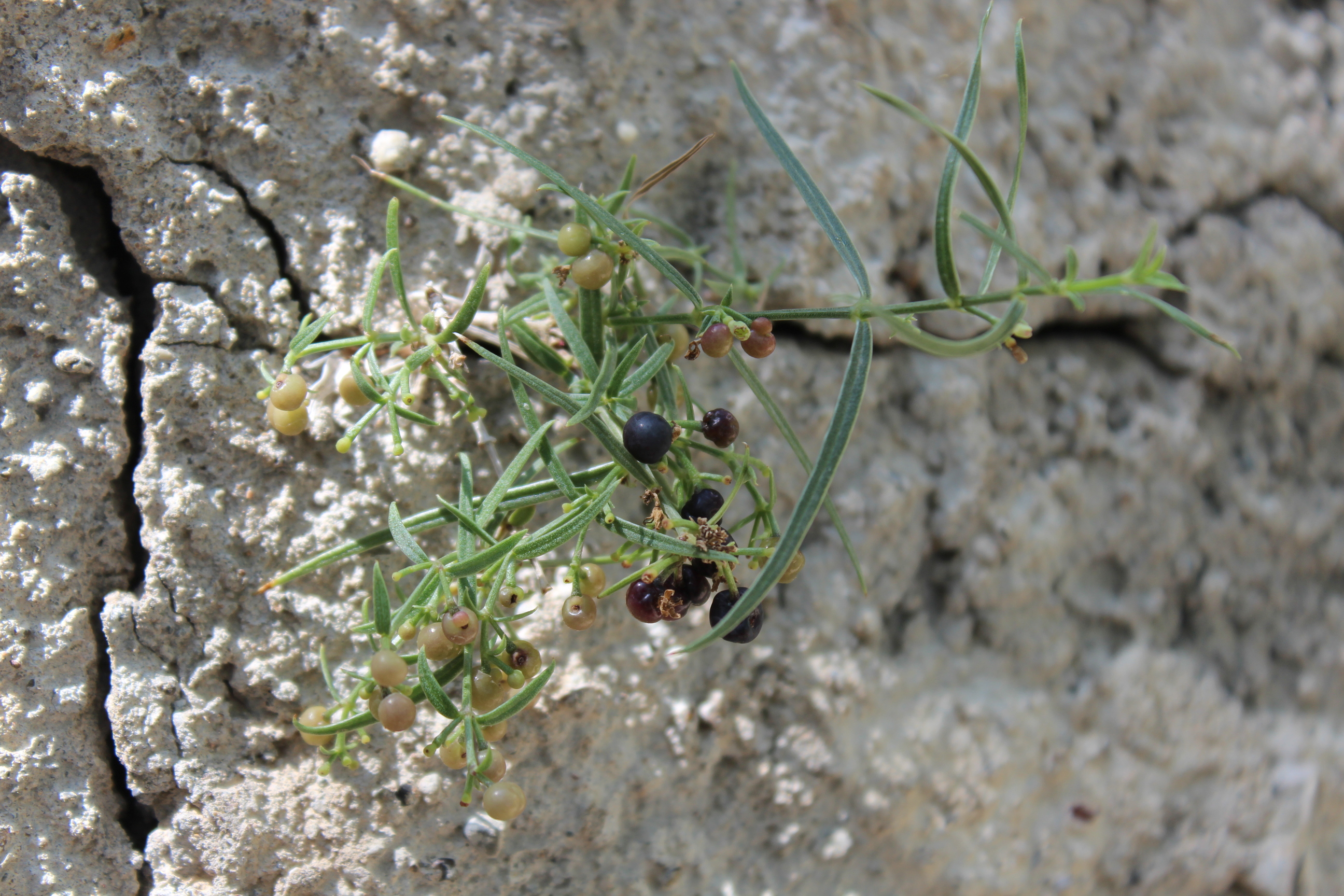 Plant Image
